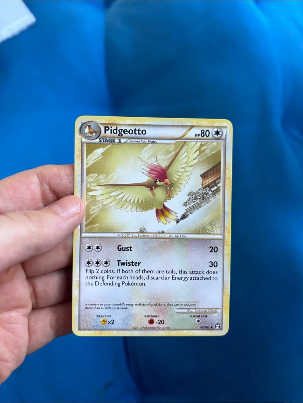 Pokémon Cards Pidgey HP 40 Pidgeotto HP 80 1995,1996,1998 2010 NWOTS Common Type